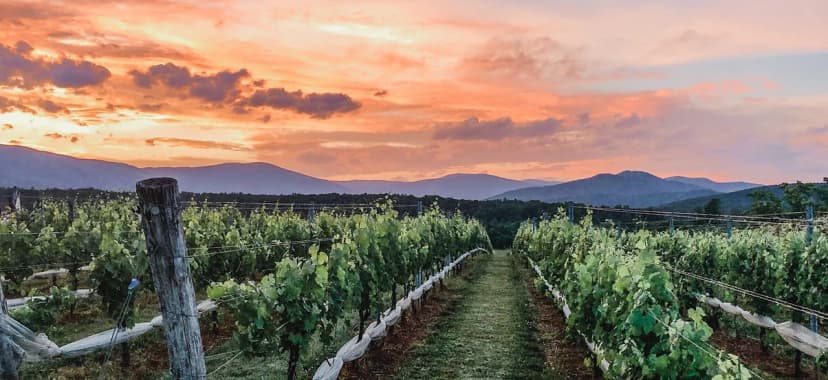 Stinson Vineyards